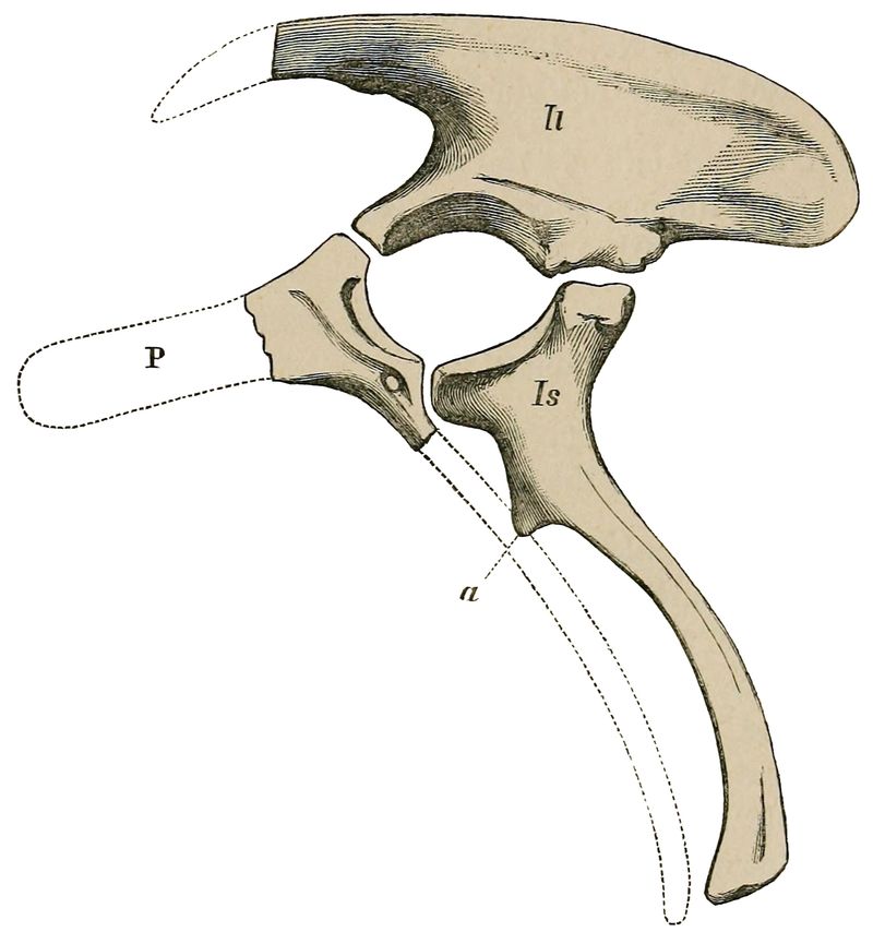 Barilium — Autres ornithischiens