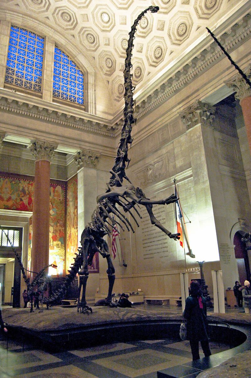 Barosaurus — Autres saurischiens