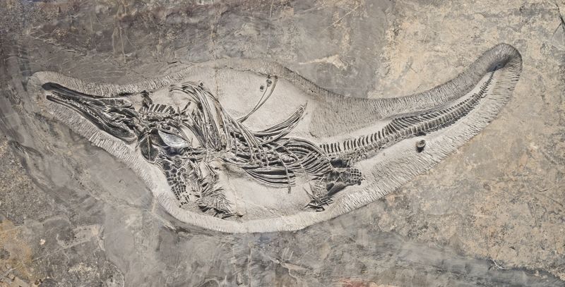 Barracudasauroides — Reptiles marins