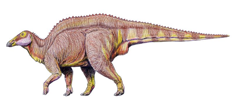 Barsboldia — Autres ornithischiens