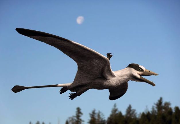 Bergamodactylus — Ptérosaures