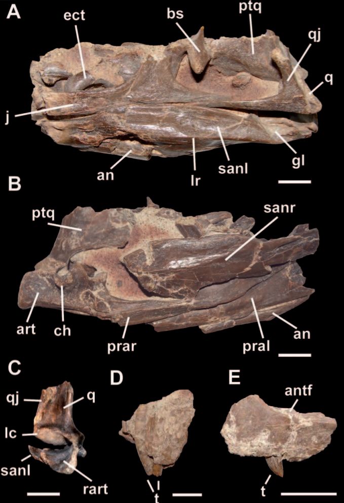 Bicentenaria — Autres saurischiens