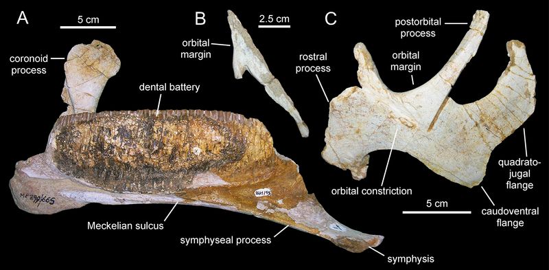 Blasisaurus — Autres ornithischiens