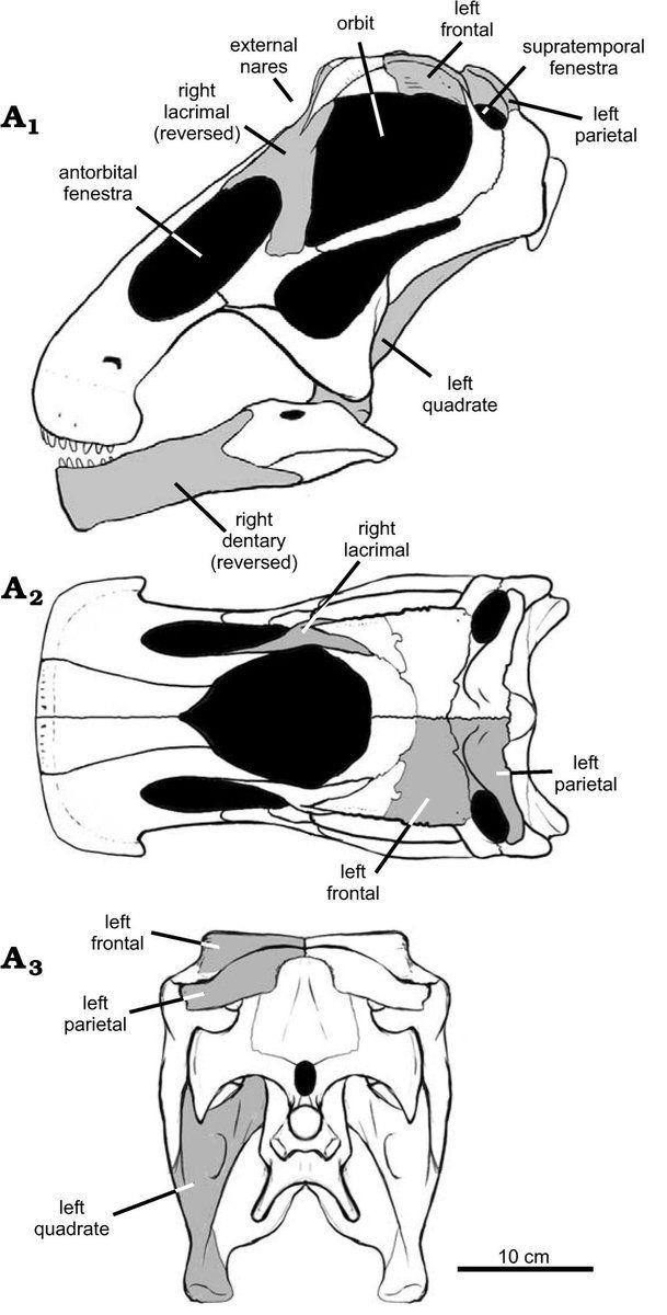 Bonitasaura — Autres saurischiens