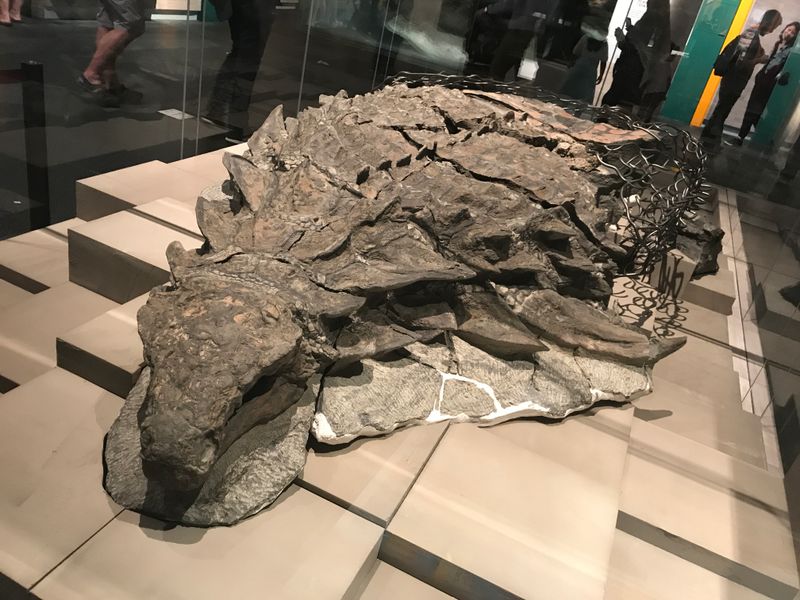 Borealopelta — Autres ornithischiens