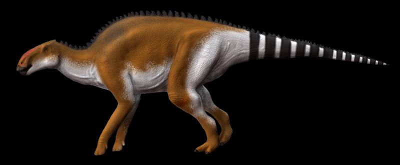 Brachylophosaurus — Autres ornithischiens