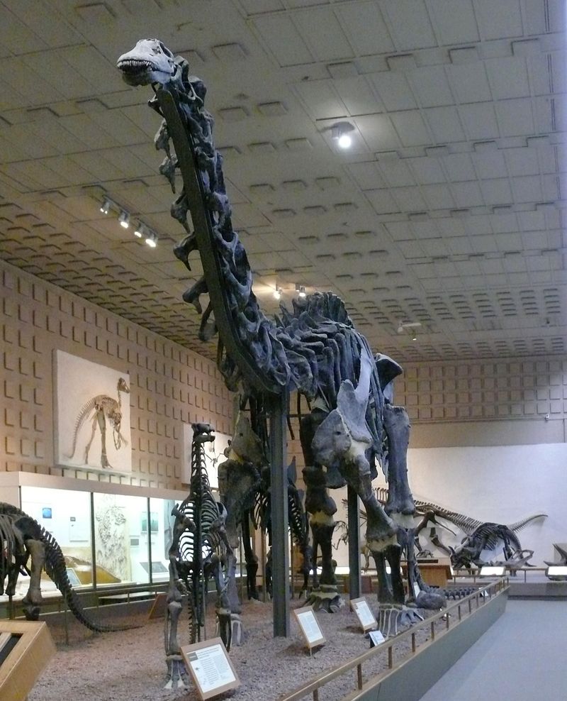 Brontosaurus — Autres saurischiens