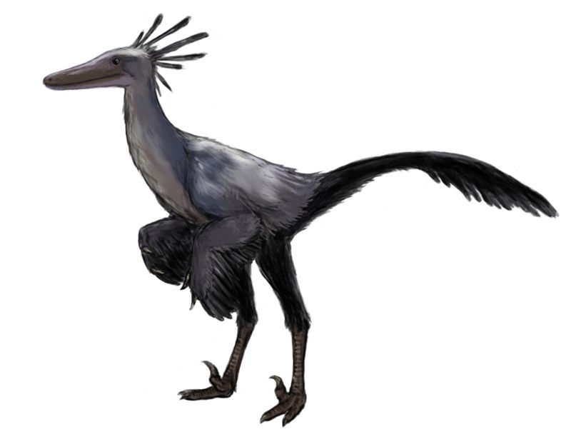 Byronosaurus — Théropodes