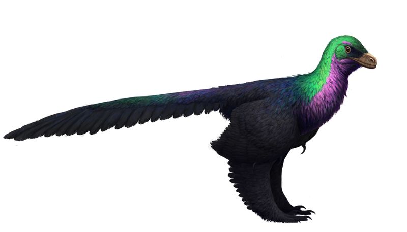 Caihong — Théropodes
