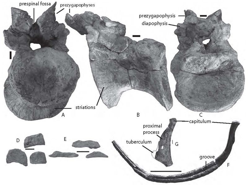 Camarillasaurus — Autres saurischiens