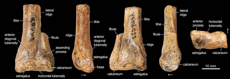 Camposaurus — Théropodes