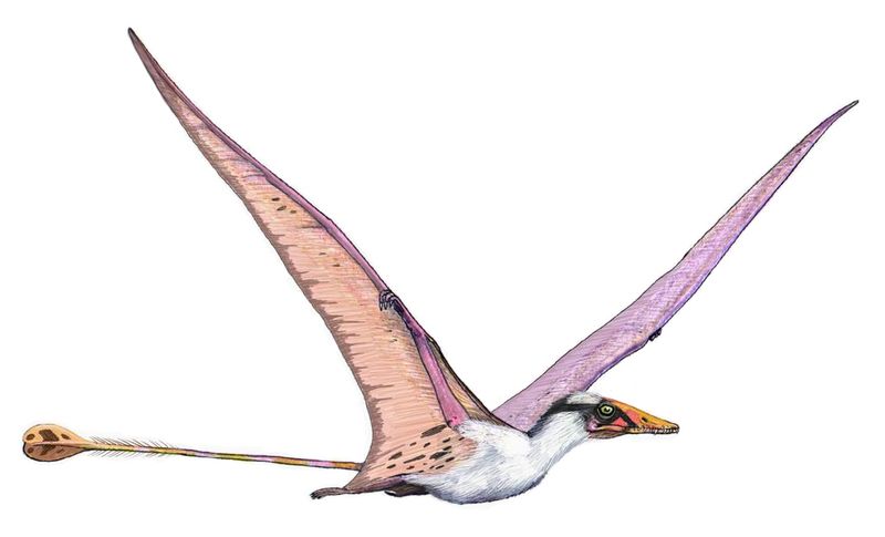 Campylognathoides — Ptérosaures