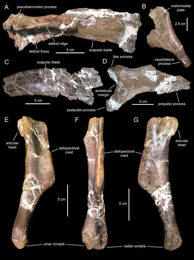 Canardia — Autres ornithischiens