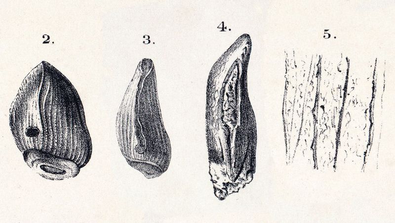 Cardiodon — Autres saurischiens