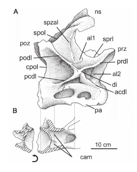 Cathartesaura — Autres saurischiens