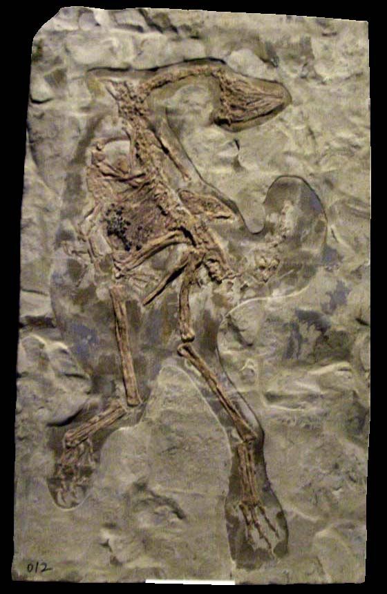 Caudipteryx — Théropodes