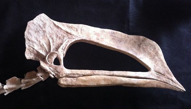 Caupedactylus — Ptérosaures