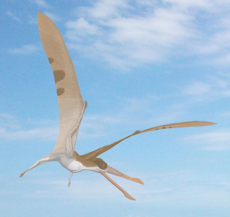 Cearadactylus — Ptérosaures