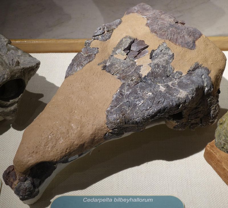 Cedarpelta — Autres ornithischiens