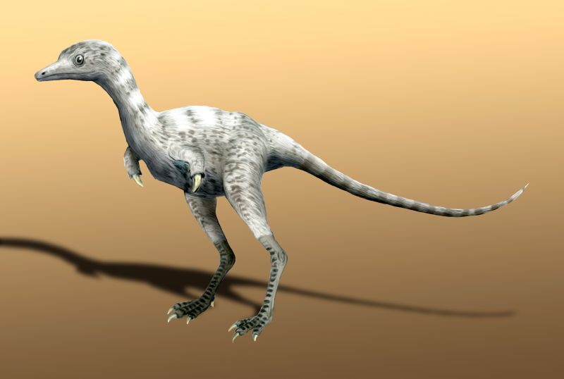 Ceratonykus — Théropodes