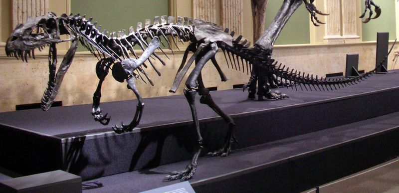 Ceratosaurus — Théropodes