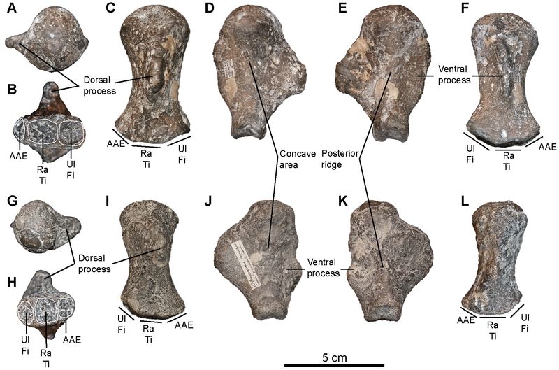 Cetarthrosaurus — Reptiles marins
