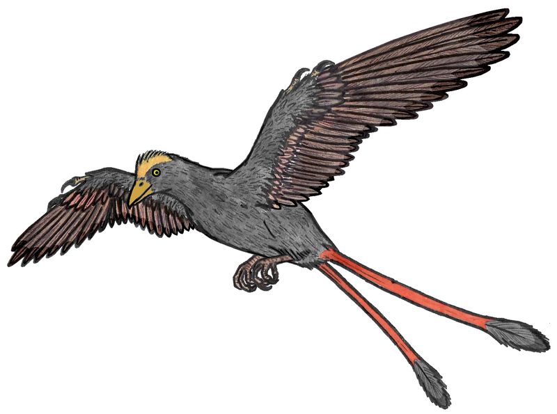 Changchengornis — Autres