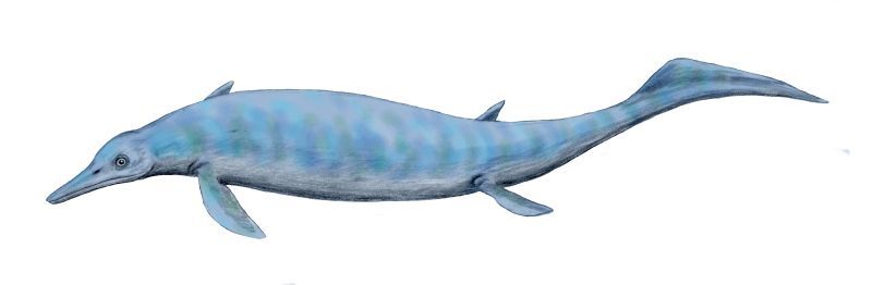 Chaohusaurus — Reptiles marins