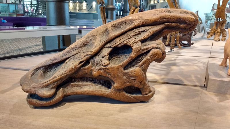 Charonosaurus — Autres ornithischiens