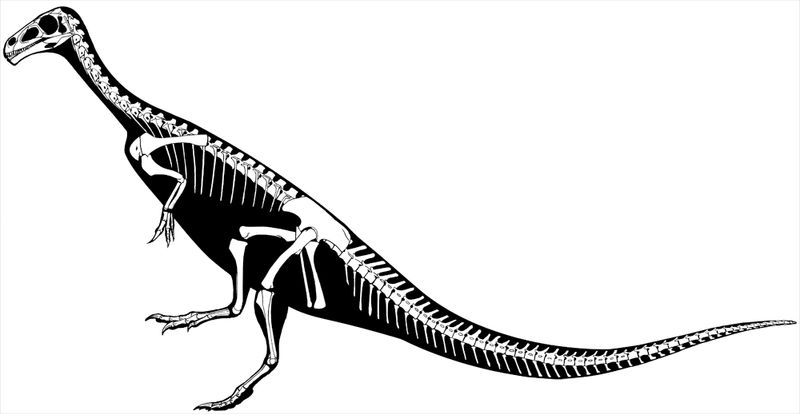 Chilesaurus — Autres ornithischiens