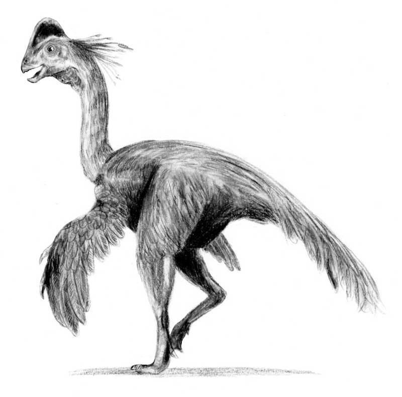 Chirostenotes — Théropodes