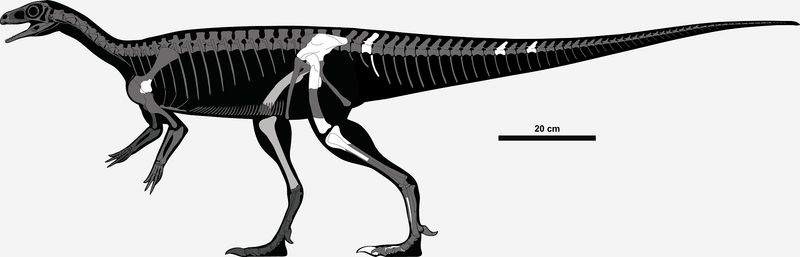 Chromogisaurus — Autres saurischiens