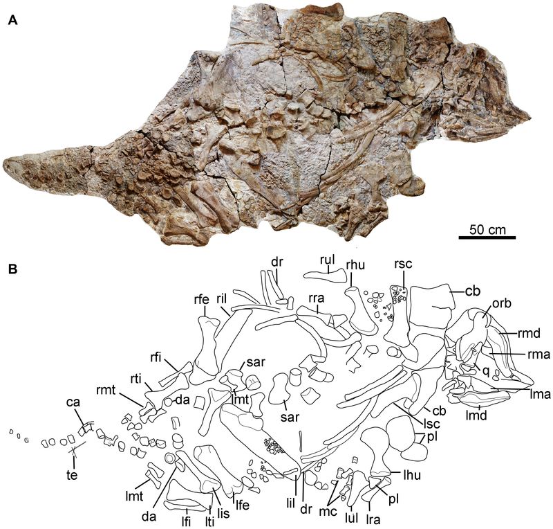 Chuanqilong — Autres ornithischiens