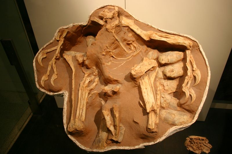 Citipati — Théropodes