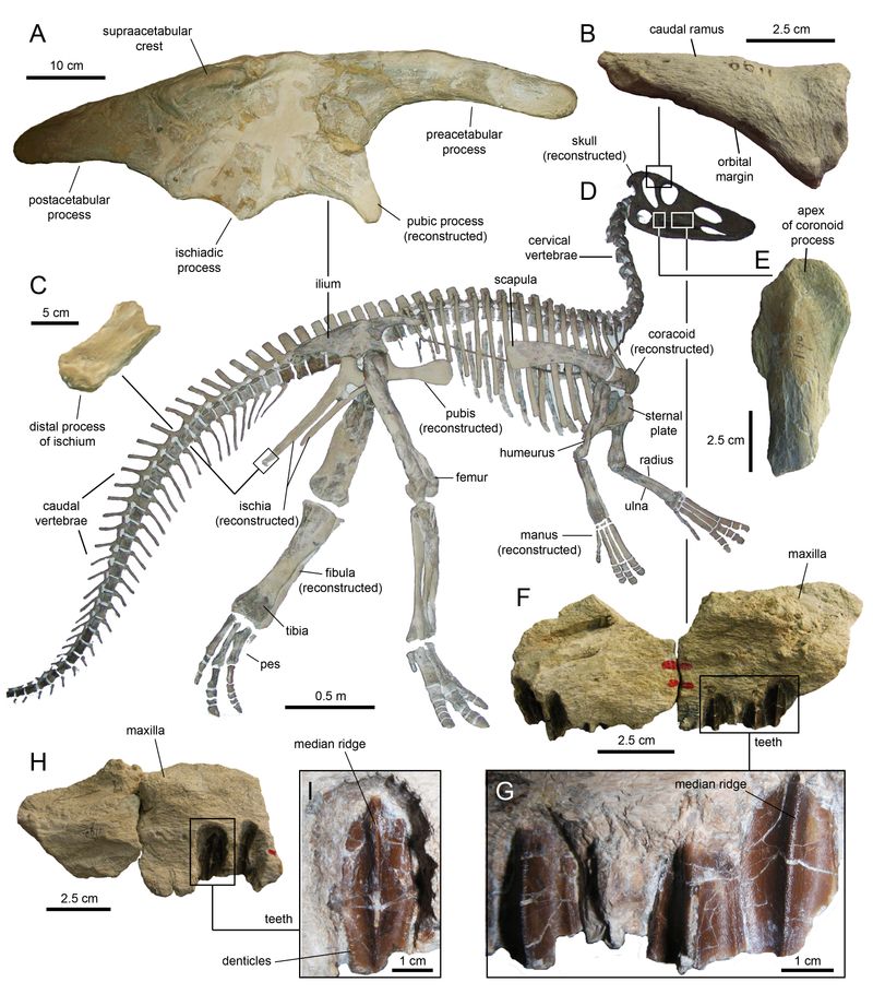 Claosaurus — Autres ornithischiens