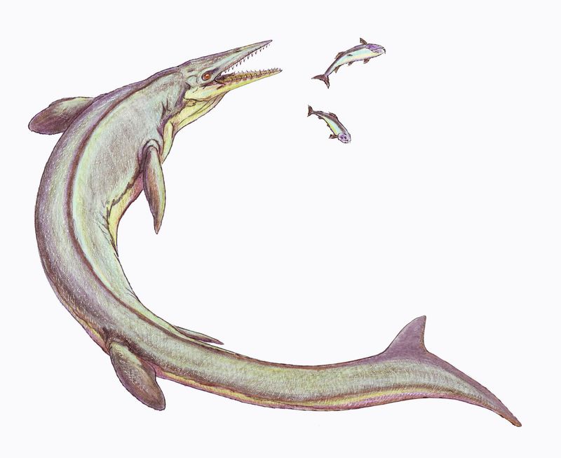 Clidastes — Reptiles marins