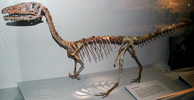 Cœlophysis
