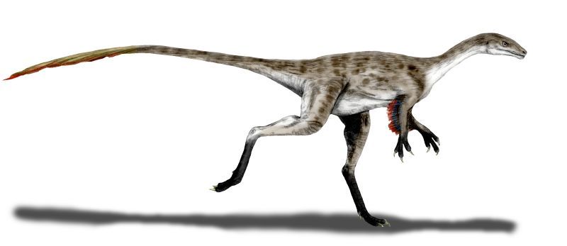 Coelurus — Théropodes