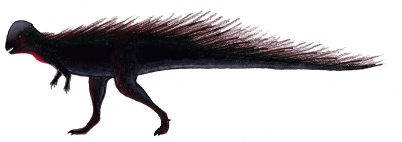 Colepiocephale — Autres ornithischiens