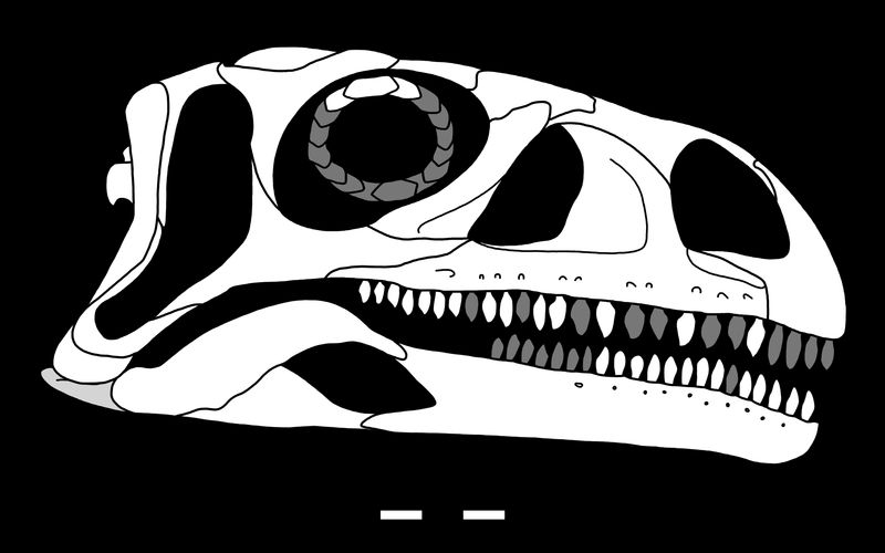 Coloradisaurus — Autres saurischiens