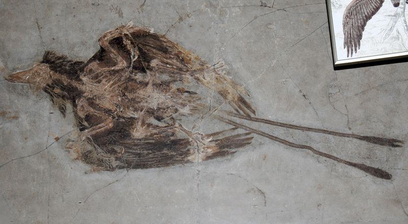 Confuciusornis — Autres