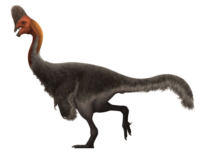 Corythoraptor — Théropodes