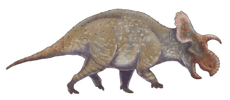 Crittendenceratops — Autres ornithischiens