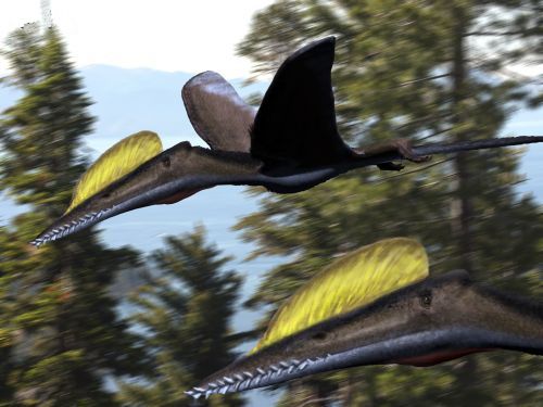 Cuspicephalus — Ptérosaures