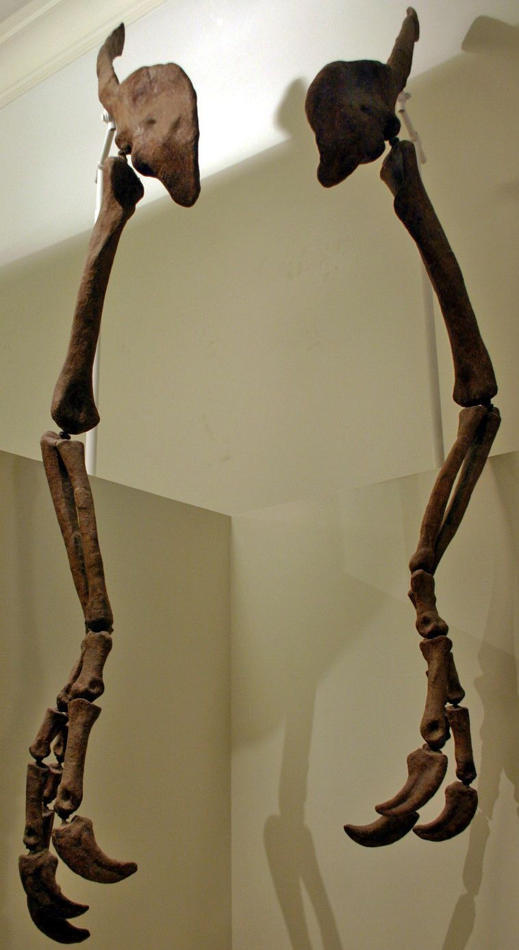 Deinocheirus — Théropodes
