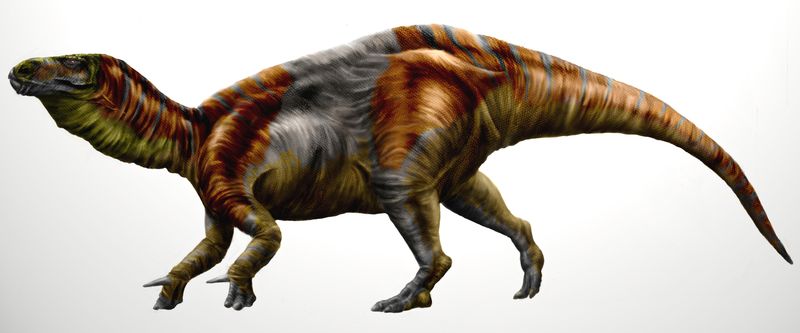 Delapparentia — Autres ornithischiens