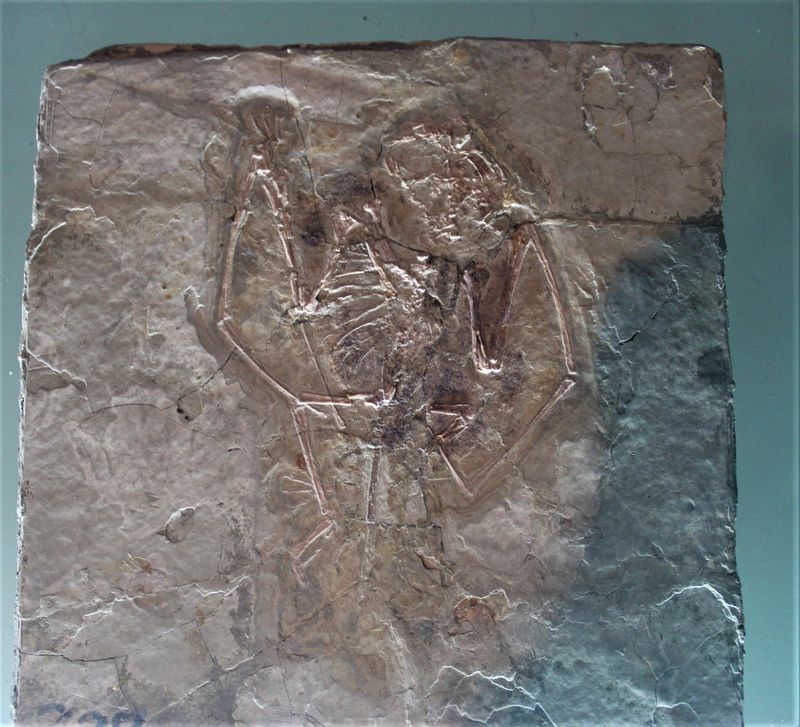 Dendrorhynchoides — Ptérosaures