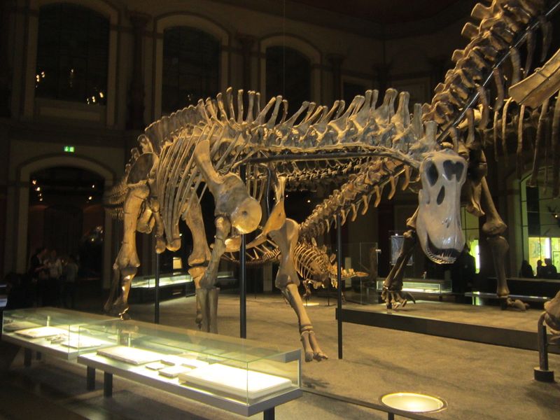 Dicraeosaurus — Autres saurischiens