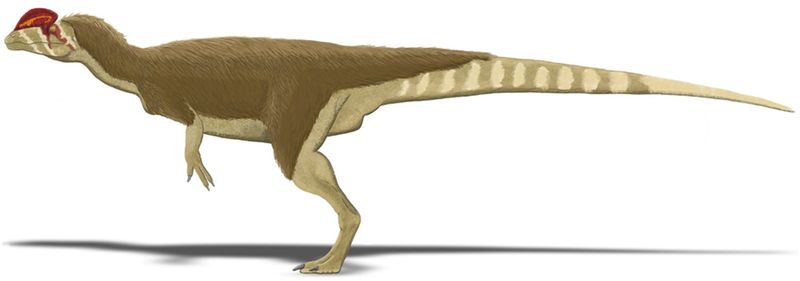 Dilophosaurus — Théropodes