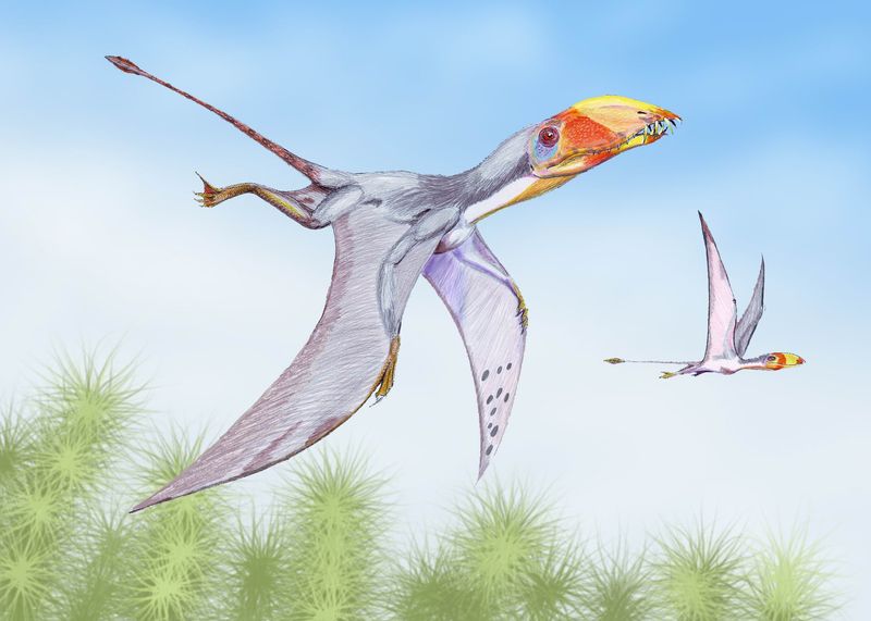 Dimorphodon — Ptérosaures